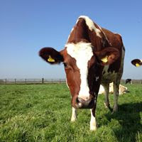 Atley Hill Raw Milk
